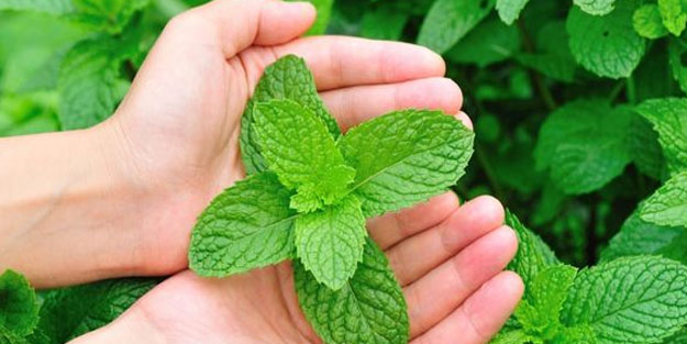 Nane! Vücutta zerre ödem bırakmayan detoks suyu tercih edildi!