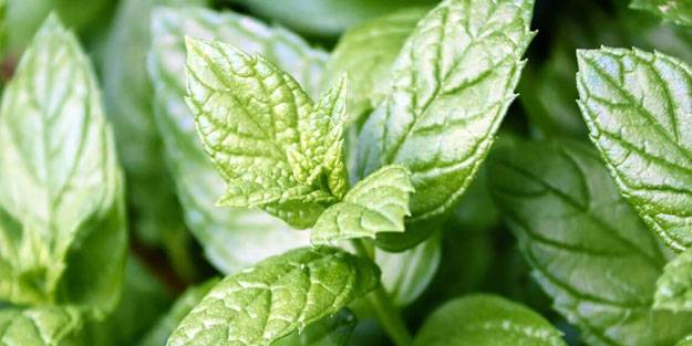 Naneye limon sıkıp yemenin muhteşem etkisi