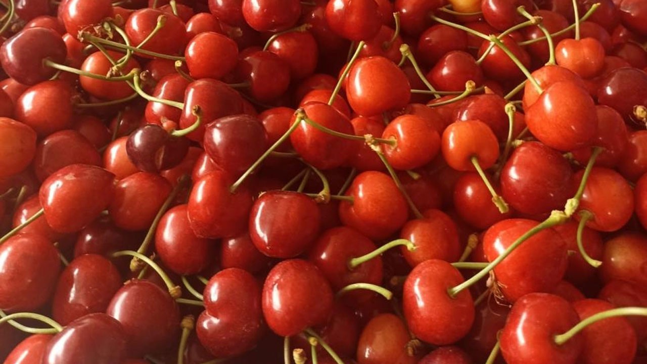 Napolyon kirazı fiyatıyla üreticileri mutlu etti