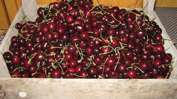 Napolyon kirazın kilosu 12 liradan satılıyor