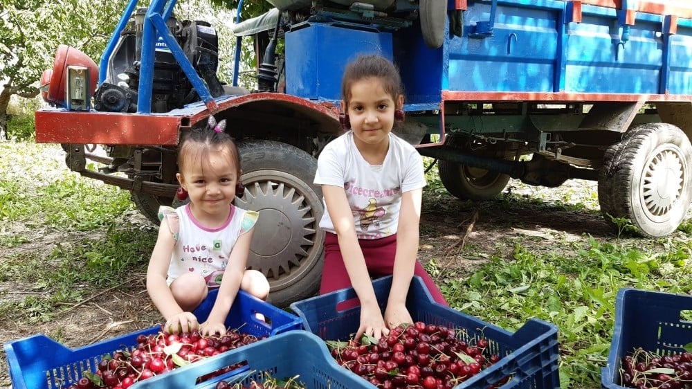 Napolyon kirazının hasadı yapılıyor 