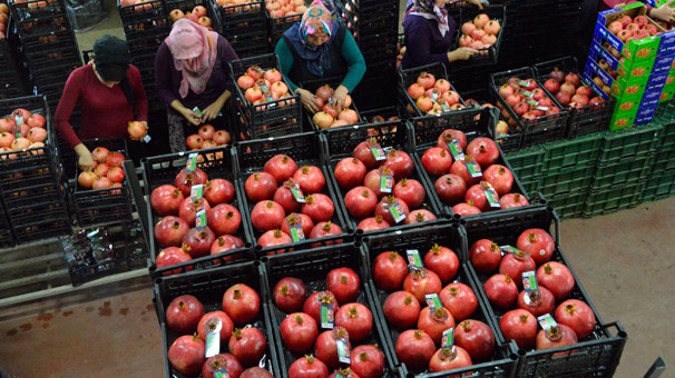Nar fiyatı bu yıl üreticisini sevindirdi