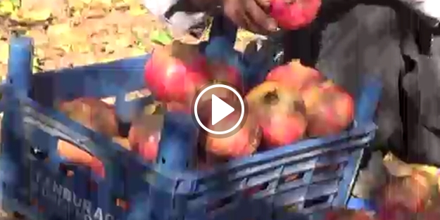 Nar üreticisini memnun etmedi