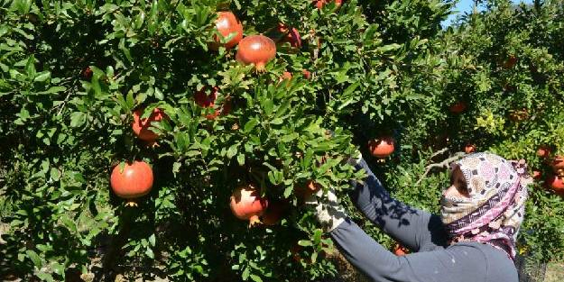 Nar üretiminde verim çiftçiyi sevindirdi. Nar suyu nasıl yapılır, faydaları nelerdir?