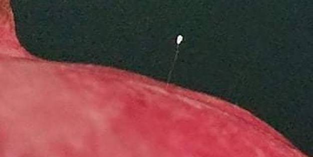 Nar üzerinde ‘Udumbara’ çiçeği görüldü