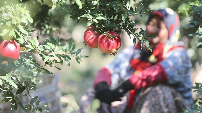 Nar ve sebze üreticileri sıkıntılı günler geçiriyor
