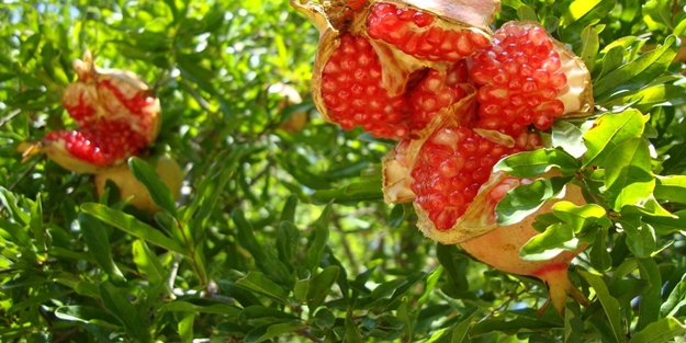 Nar ekşisi ile tedavi oluyor!