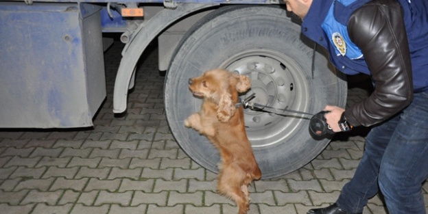 Narkotik köpeği 430 bin uyuşturucu hap buldu