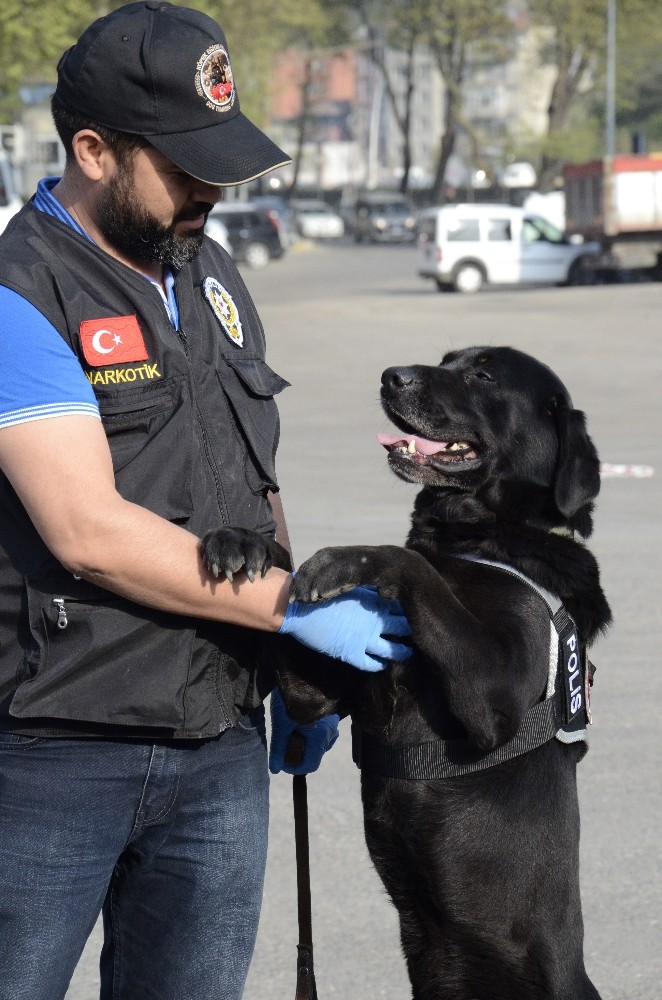 Narkotik köpeği ’Dark’ göz açtırmıyor 