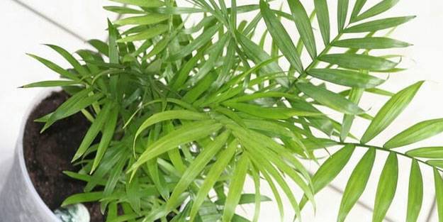 NASA da tavsiye ediyor! Evin havasını temizleyen 9 bitki