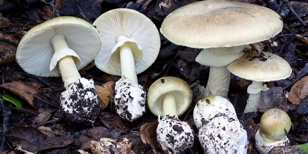 Nasıl ayırt edilebiliyor? İşte dünyanın en tehlikeli mantarı