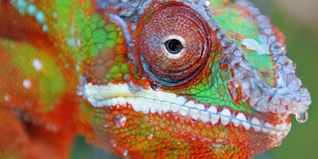 Nasıl renk değiştiriyorlar?