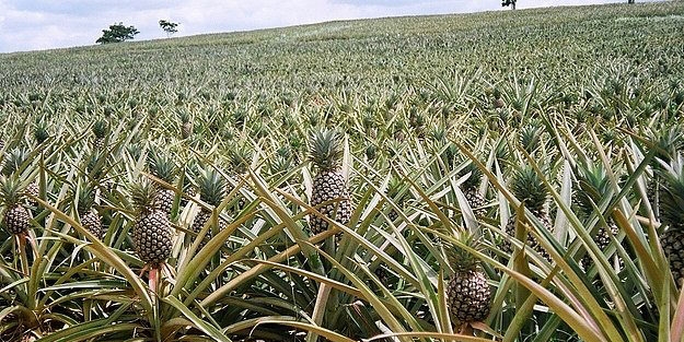 Nasıl yetiştiklerini görünce hayret edeceksiniz