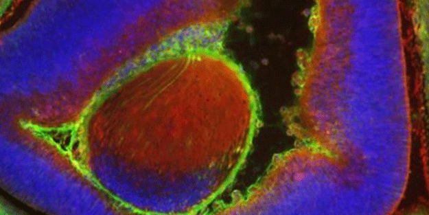 Dünyayı şoka uğratan buluş! İnsan hücresinden bakın hangi hayvanı ürettiler