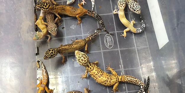 Ne ararsan var! İstanbul merkezli 14 ilde tropik hayvan kaçakçılarına operasyon!