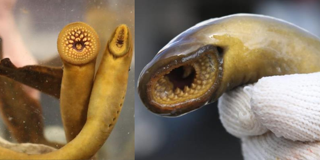 Ne balık ne de yılan: Balıkçıyı nehirden karaya kadar resmen kovaladı!