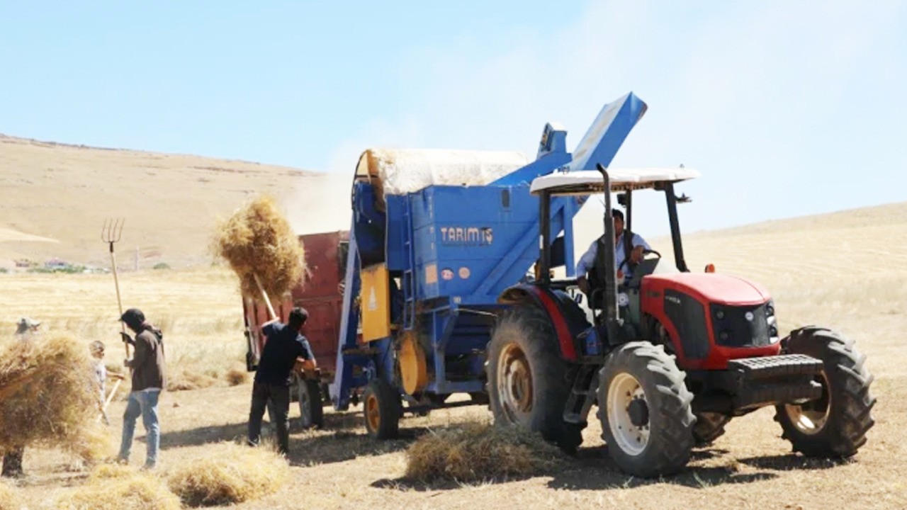 Ne buğday ne arpa Elazığ'da mercimek 2.574 ton rekolte bekleniyor