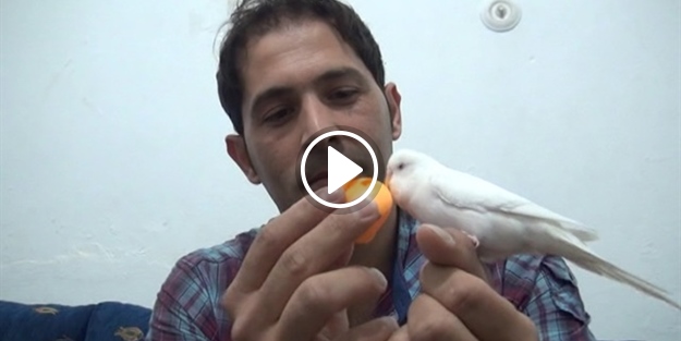 Ne görüldü ne duyuldu! İşte tekbir getiren muhabbet kuşu