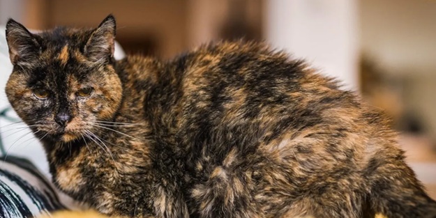 Ne işi var demeyin! Guinnes Rekorlar Kitabı'nda bir kedi