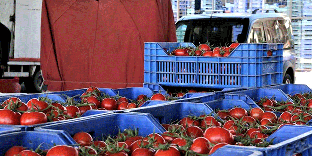 Ne oldu dolar mı geriledi şimdi? Domates fiyatlarında sert düşüş