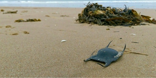 Ne olduğunu öğrenince çok şaşıracaksınız - FOTO