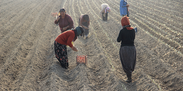 Ne olduysa korona sonrası oldu! 50 kuruşa bile satılmayan ürüne talep patlaması