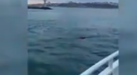 Ne olduysa saniyeler içinde oldu! Kadıköy-Beşiktaş vapurunda dehşet anı