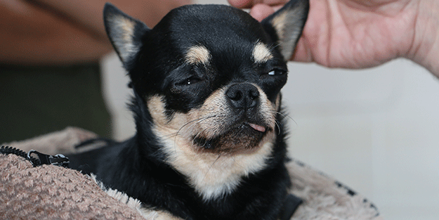 Ne olduysa Türkiye’ye gelince oldu! Koca Almanya’yı rezil eden köpek