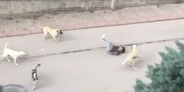Ne zaman çözülecek bu iş? 6 köpek 1 çocuk!