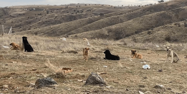 Ne zaman önlem alınacak? Köpek sürüsü değil sanki koyun sürüsü