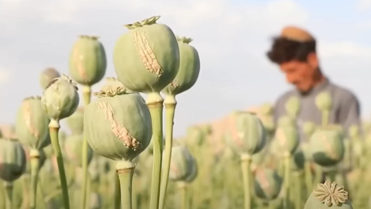 Neden Taliban'la çatıştıkları ve sevmedikleri anlaşıldı: Pakistan ordusu uyuşturucu üretiyor!