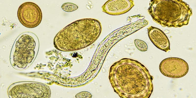 Nefes almadan yaşıyor! Oksijensiz hayatta kalabilen ilk canlı!