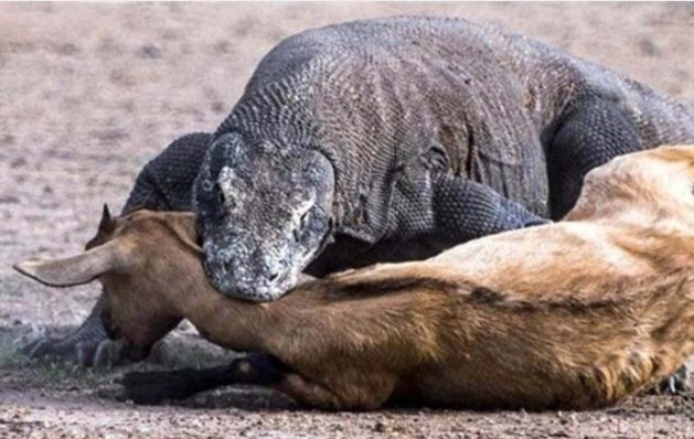 Nefes kesen anlar böyle görüntülendi! Komodo ejderi geyiği böyle avladı