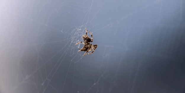 Nefes kesen kareler! Örümcek avını yakalarken görüntülendi