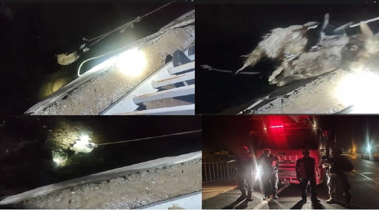 Nefes kesen oğlak kurtarma operasyonu görüntülendi