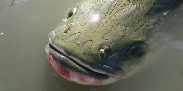 Nehir canavarı - FOTO