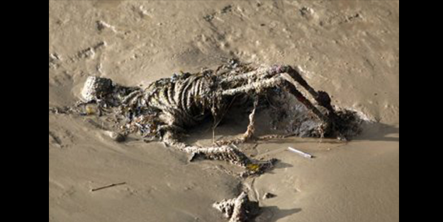 Nehirde dehşet veren görüntü!