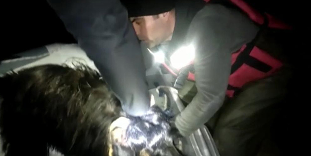 Nehre düşen keçilerin imdadına dalgıç ekipleri yetişti