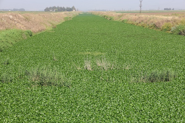 Nehri ele geçirdiler! Gören şoke oluyor
