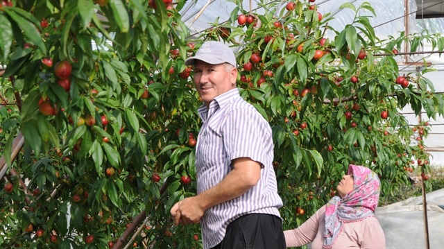 Nektarin kızardıkça üreticisi güldü