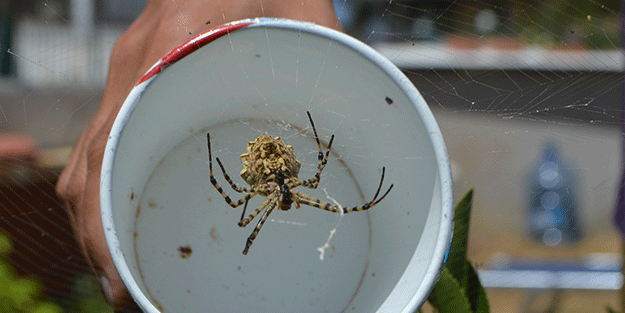 Neler yaptığını duyunca şok olacaksınız! Dünyanın en tehlikelisi bulundu