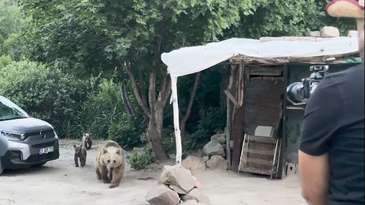 Nemrut ayıları belgeselcilere saldırdı