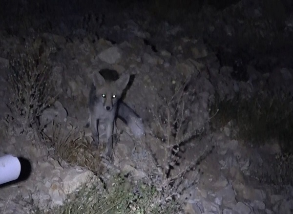 Nemrut Dağı'nı bu kez turistler ziyaret etmedi!