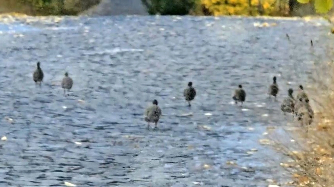 Nemrut Kalderası’nda renkli görüntüler! Çil keklik sürüsü kamerada