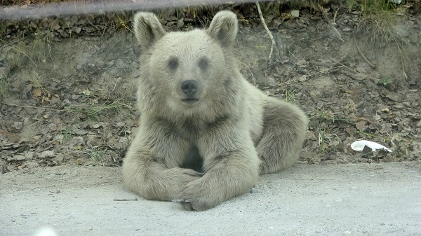 Nemrut'a gelenler onları görmek için sabırsızlanıyor
