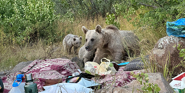 Nemrut'ta ayılar piknikçilerin sofrasına oturdu