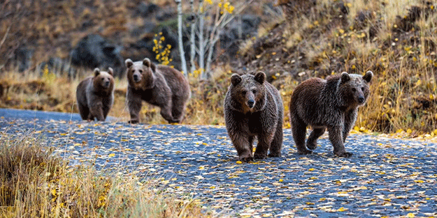 Nemrut’ta çekim yapan gelin ve damadın korku dolu anları