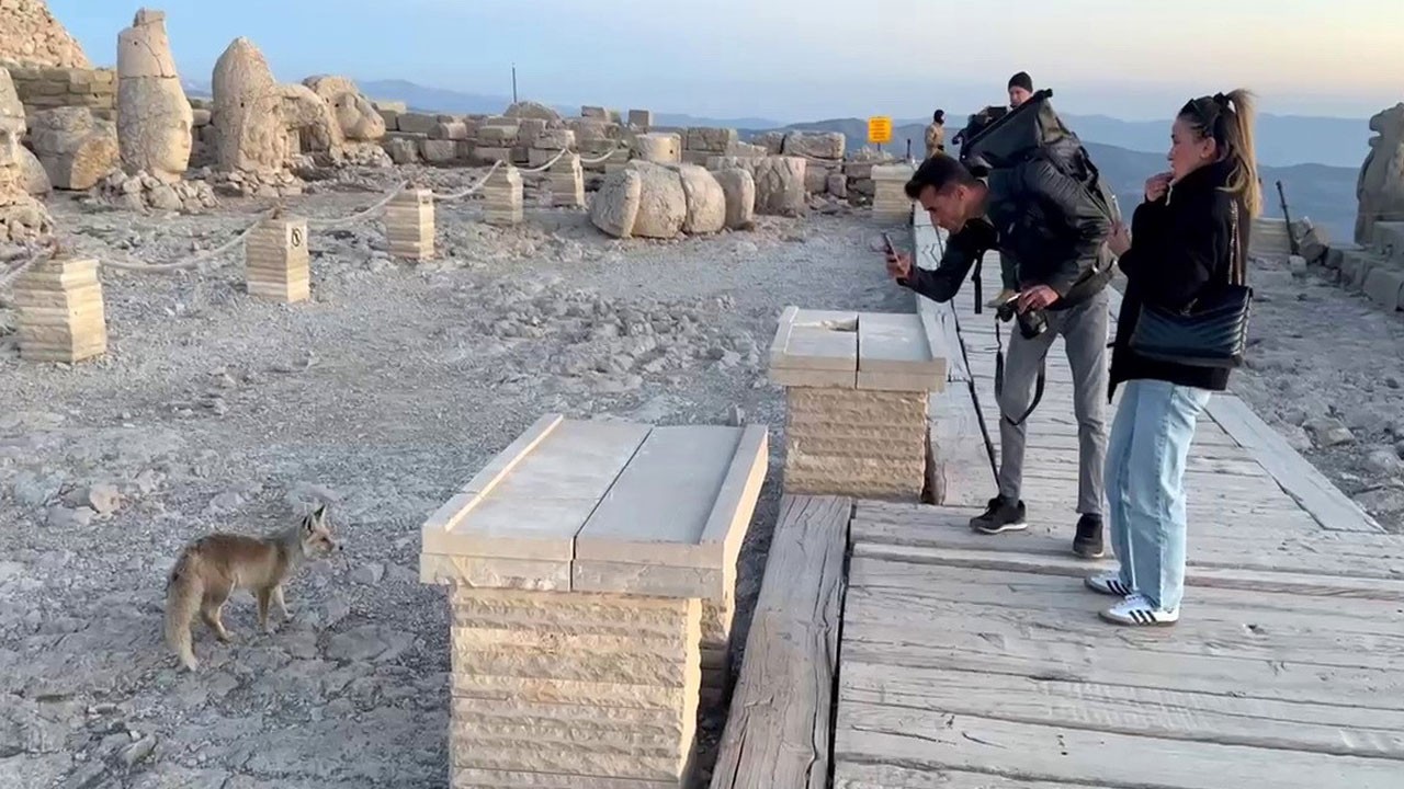 Nemrut’ta sıra dışı misafir!