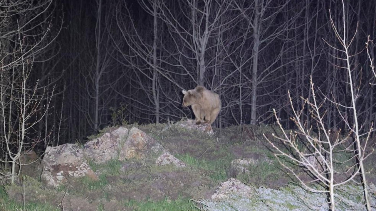 Nemrut’un ayıları kış uykusundan uyandı
