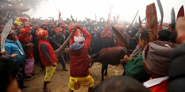 Nepal'de tepki çeken festival! On binlercesi kılıçtan geçirildi